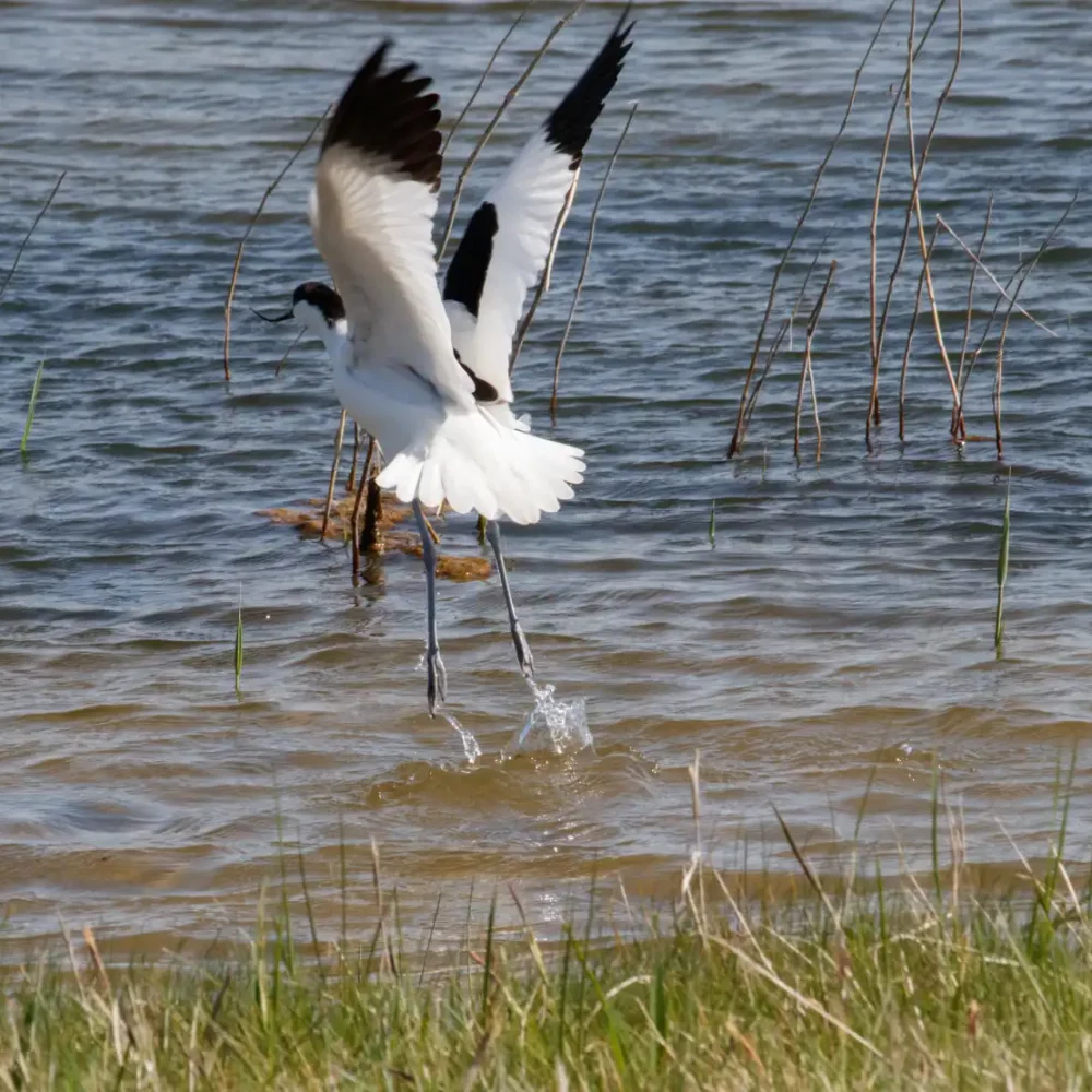 Parcours ornithologique au parc du Marquenterre
