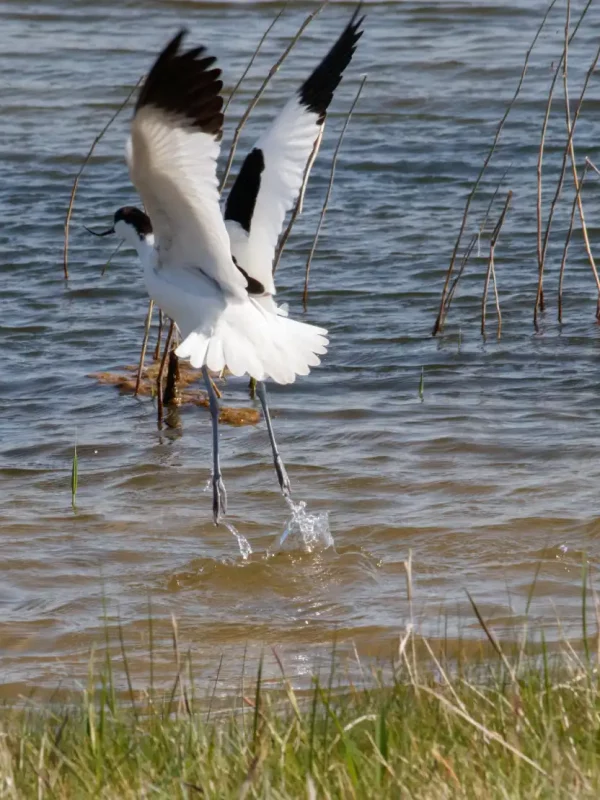 Observation des oiseaux au Parc du Marquenterre