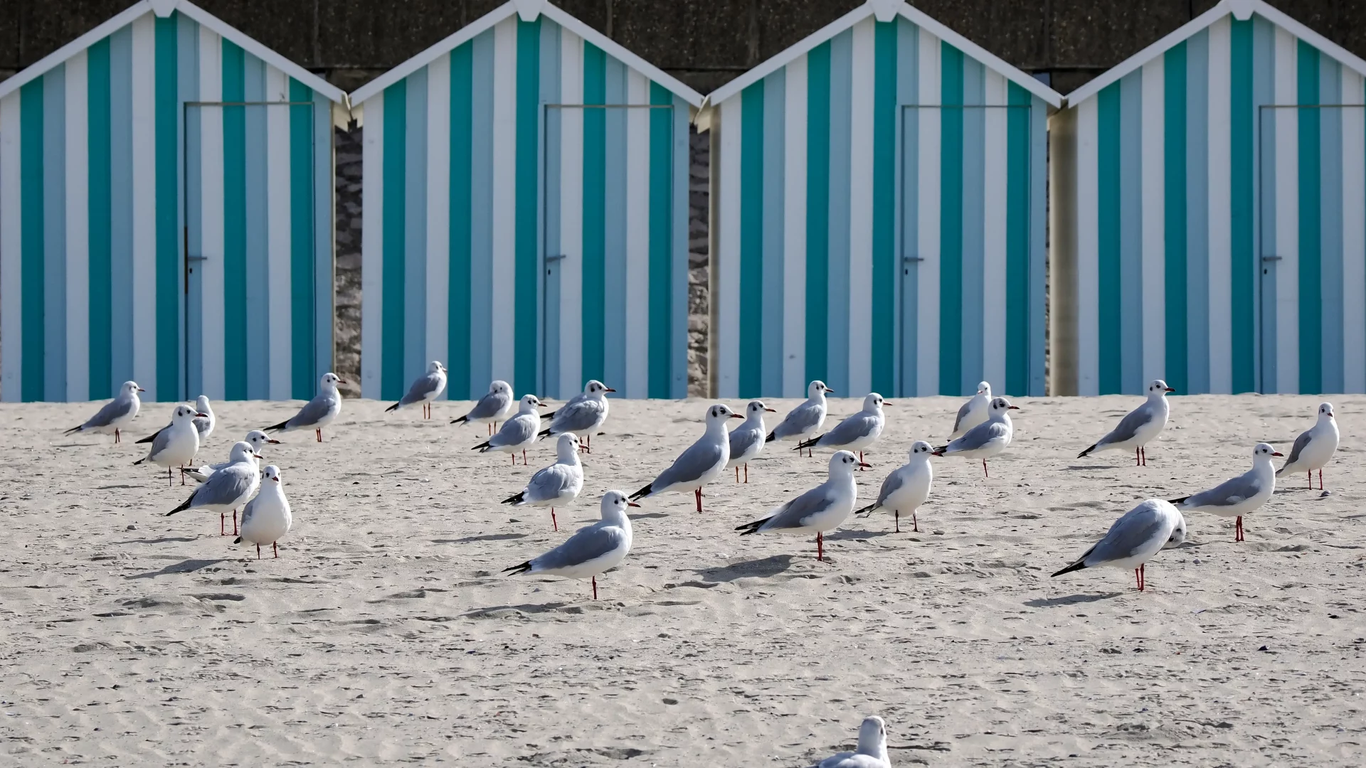 Des mouettes sur une plage avec cabanes colorées.