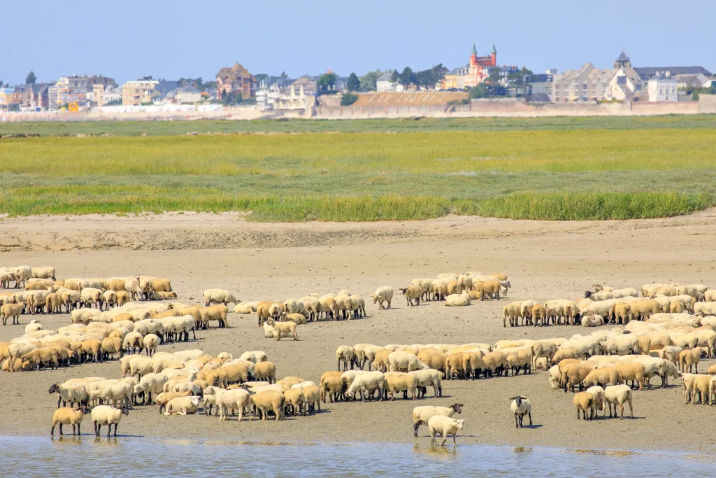 Un troupeau de moutons sur la plage.
