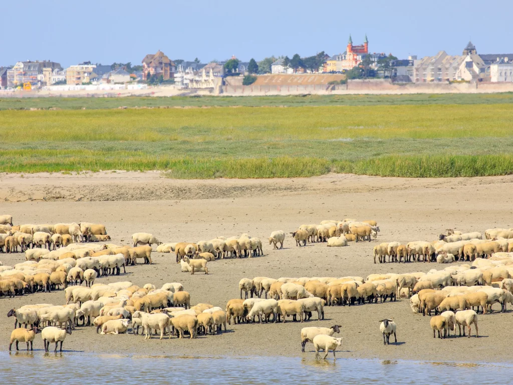Un troupeau de moutons sur la plage.