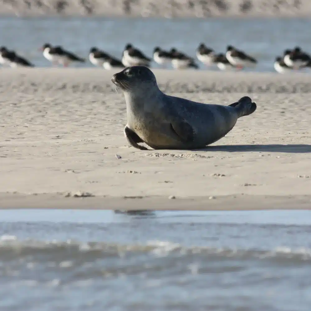 Phoque se reposant sur la plage, oiseaux en arrière-plan.