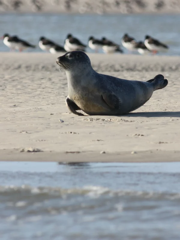 Phoque se reposant sur la plage, oiseaux en arrière-plan.