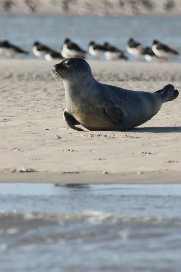 Phoque se reposant sur la plage, oiseaux en arrière-plan.