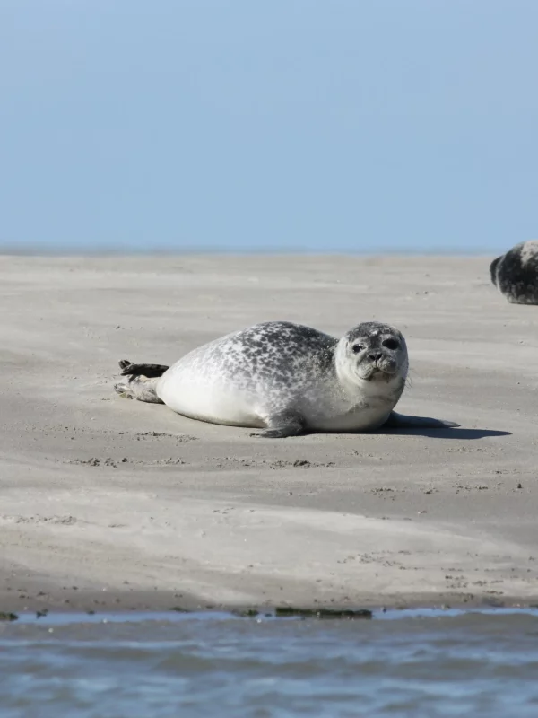 Phoque se reposant sur la plage ensoleillée.