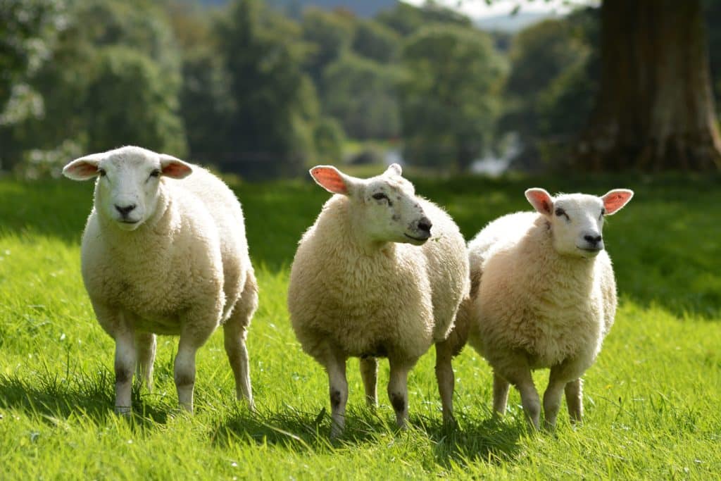 Trois moutons dans un champ verdoyant.
