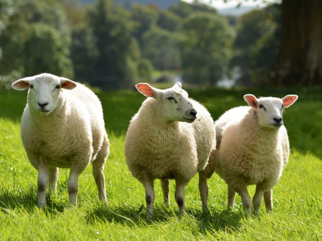 Trois moutons dans un champ verdoyant.