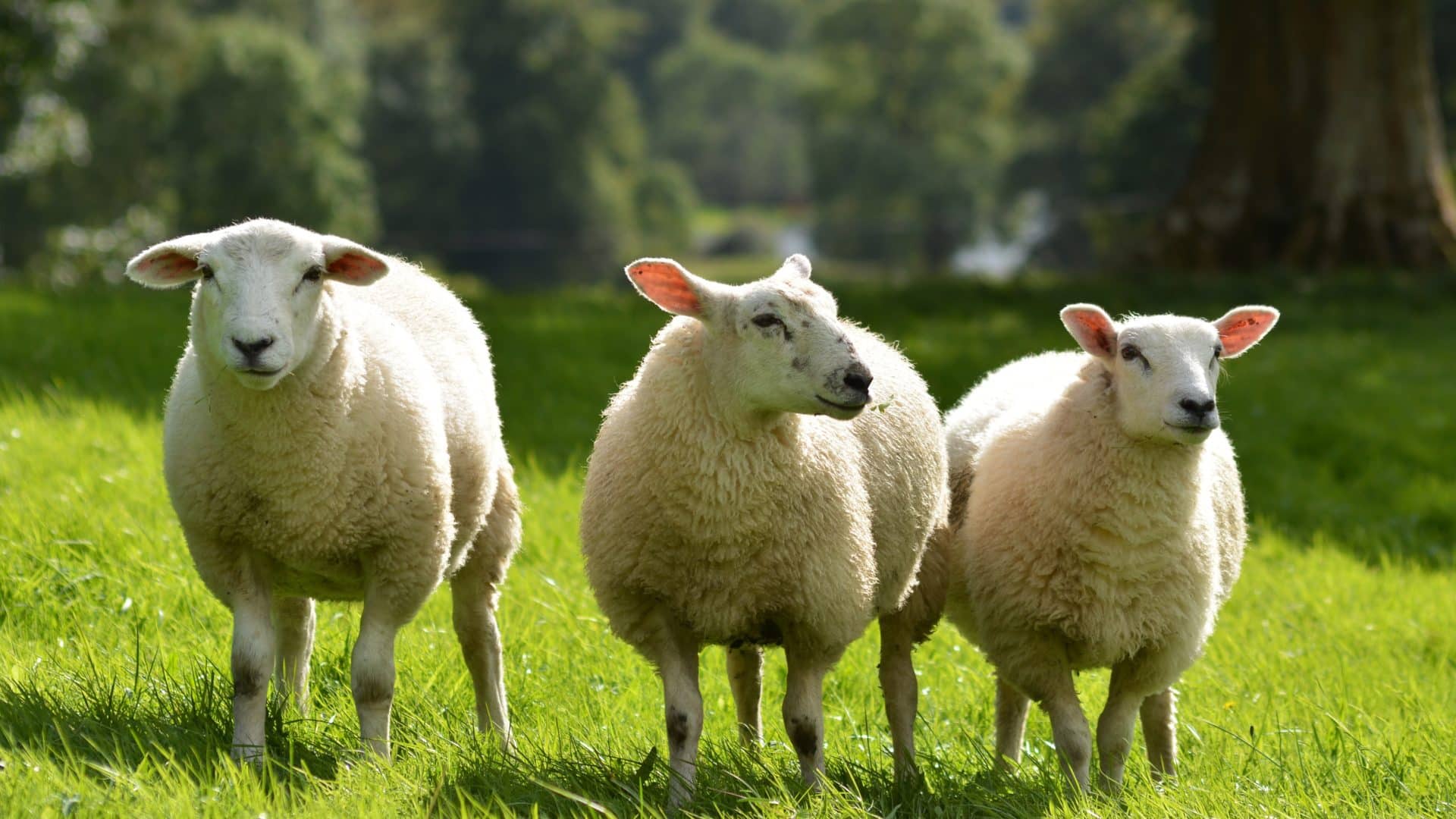 Trois moutons dans un champ verdoyant.