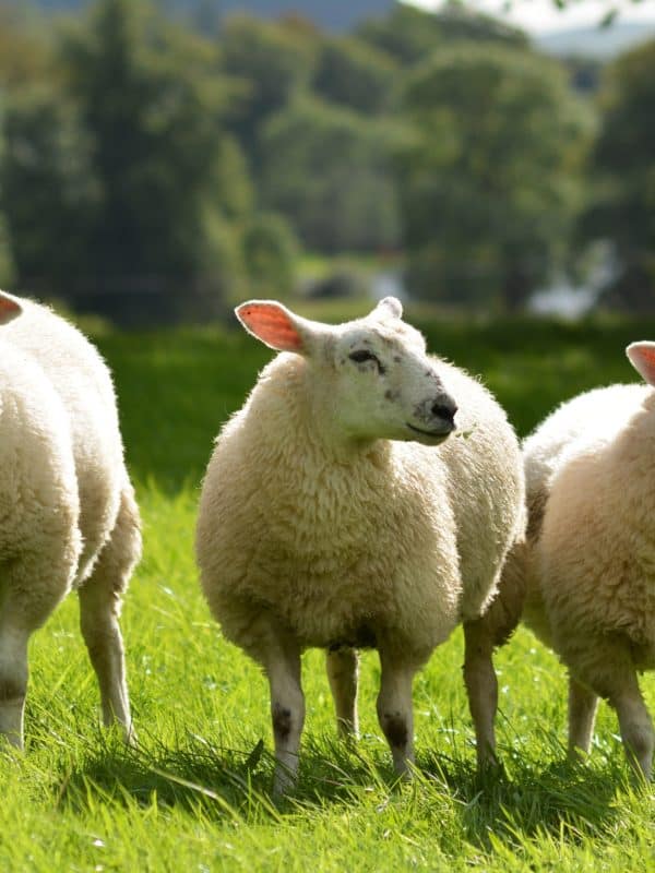 Trois moutons dans un champ verdoyant.