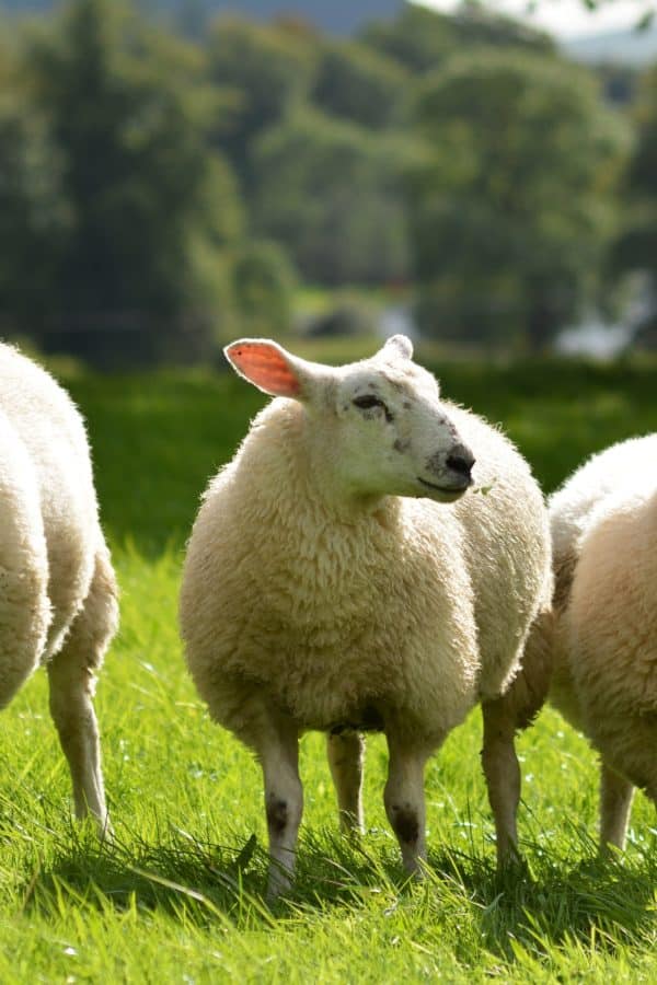 Trois moutons dans un champ verdoyant.
