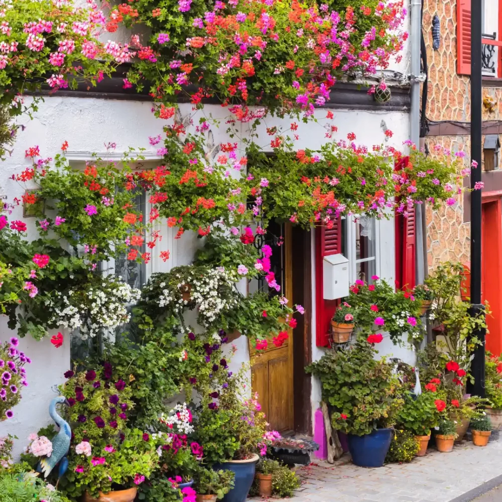Façade décorée de fleurs colorées en Bretagne