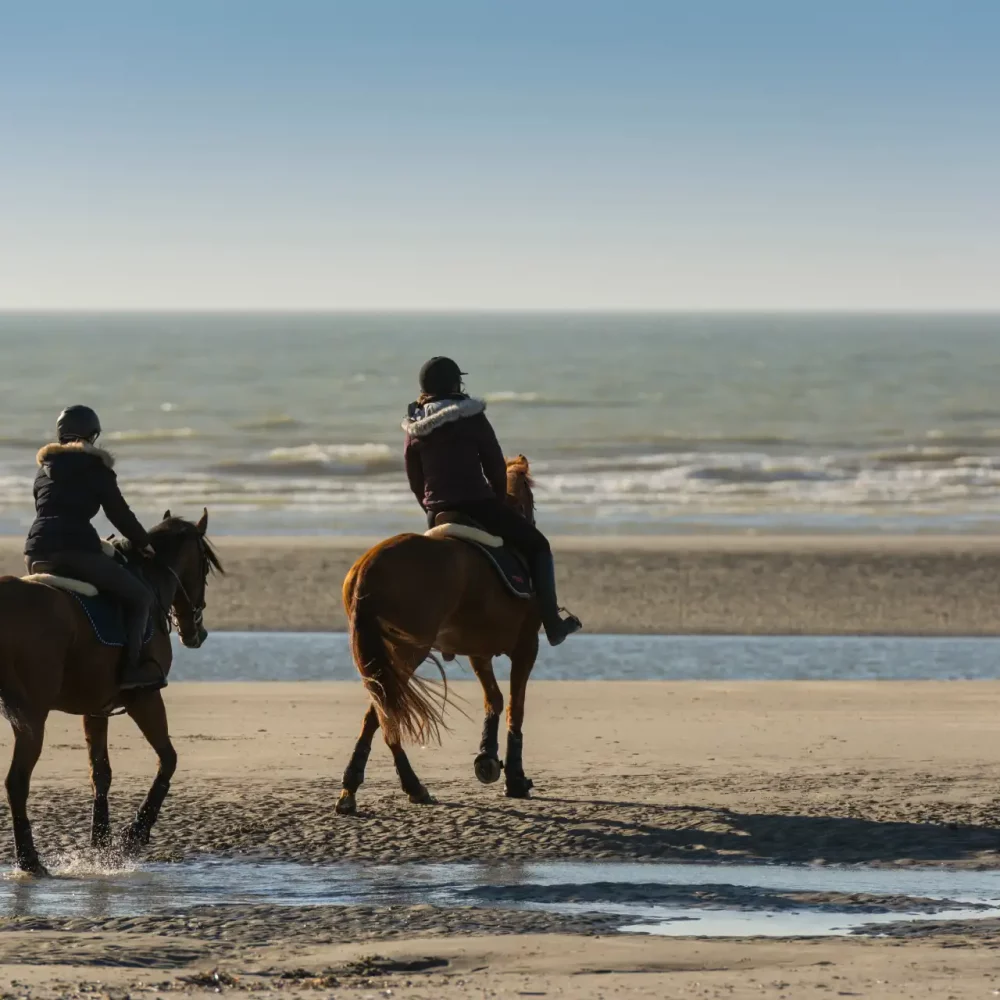 Balade équestre sur la plage en Baie de Somme, avec les chevaux Henson